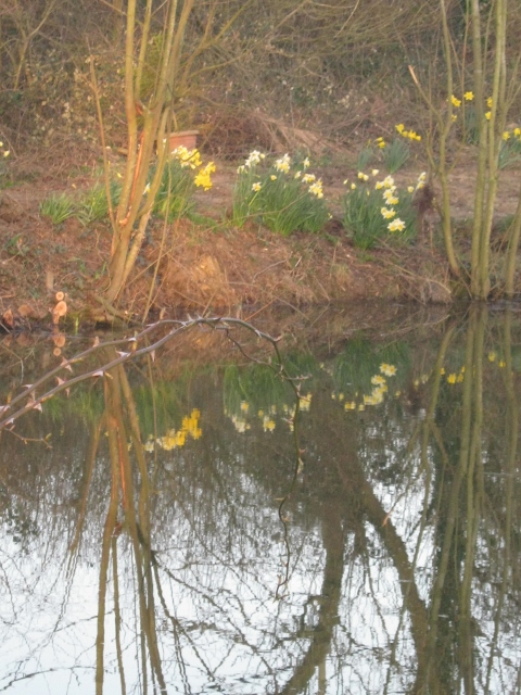 005Reflection of daffodils on pond (480x640)