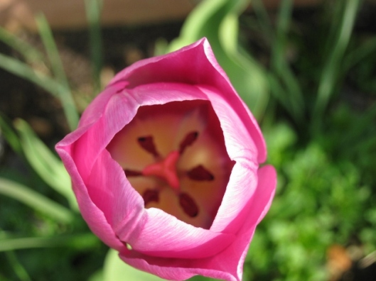 022Pink tulip (640x480)