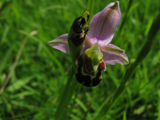 018Bee Orchid