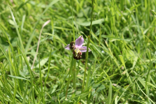 034Bee Orchid
