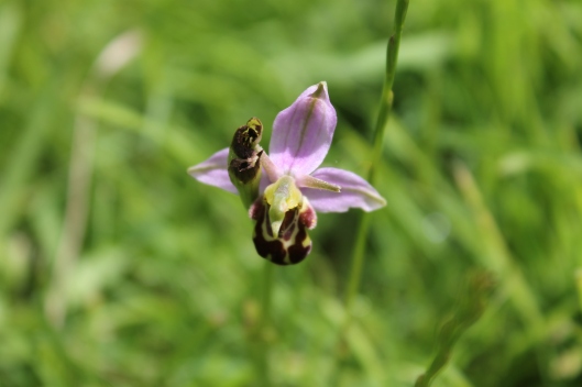 035Bee Orchid