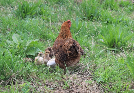 001Hen with chicks
