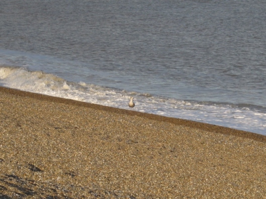 026Waves with juvenile herring gull (640x480)