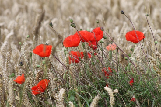 029Poppies in the wheat