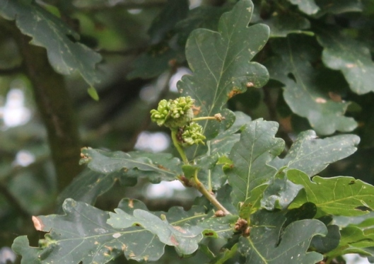 003Acorns attacked by galls again (640x452)