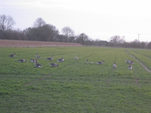 005Field with geese (640x480)