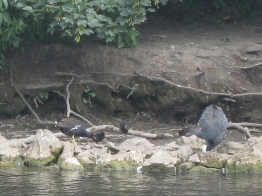 018Coot and moorhen with chicks (640x480)