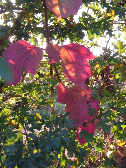 034Guelder Rose leaves (2) (480x640)