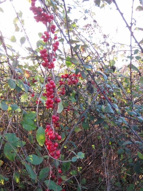037Bryony berries (480x640)
