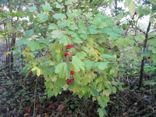 042Guelder rose with berry drupes (640x480)