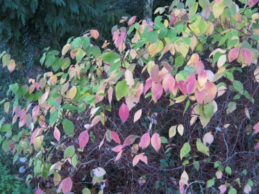 051Autumn leaves (640x480)