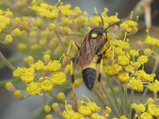 001Ichneumon wasp on fennel (640x480)