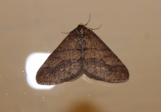 IMG_1967Dotted Border Moth (640x445)