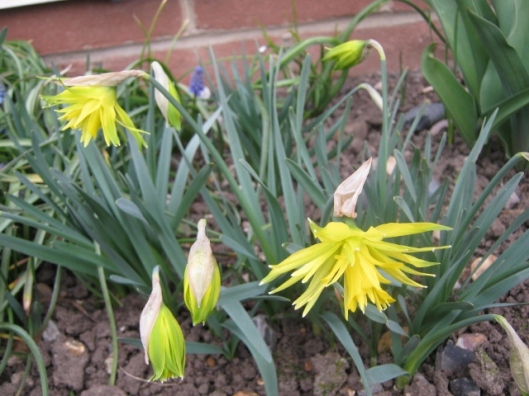 IMG_4235Rip van Winkle daffodils (640x480)