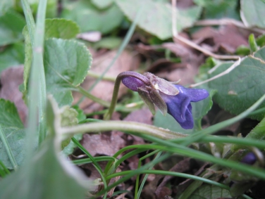 IMG_4238Early Dog-violet (640x480)