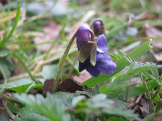 IMG_4240Early Dog-violet (640x480)