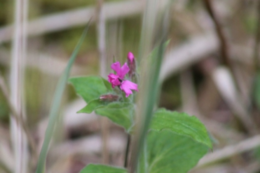 IMG_2212Red Campion (640x427)