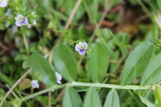 IMG_2248Thyme-leaved Speedwell (640x427)