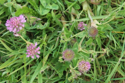 IMG_2258Red Clover (640x427)