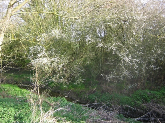 The Beck and blackthorn blossom
