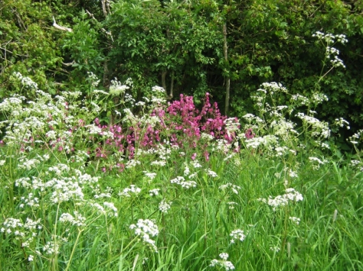 IMG_4677Cow Parsley and Red Campion (640x480)