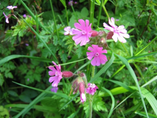 IMG_4691Red Campion (640x480)