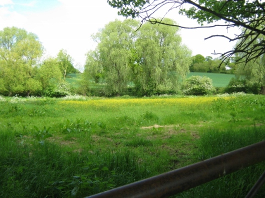 IMG_4697Field with buttercups (640x480)