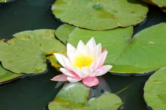 IMG_2289Water Lily (640x427)