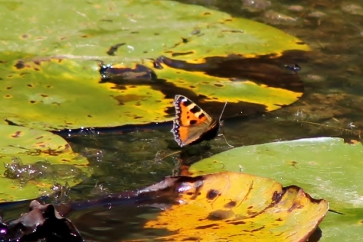 IMG_2340Small Tortoiseshell on pond (2) (640x428)