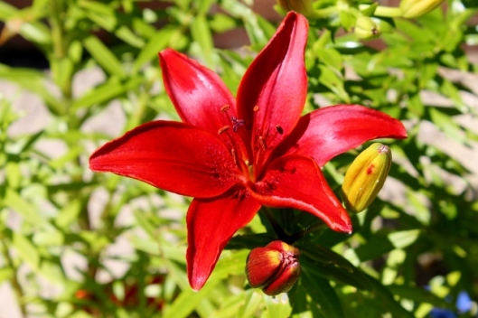 IMG_2358Lily (640x427)