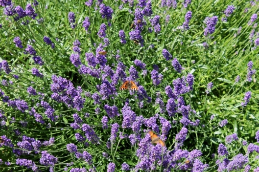 IMG_2359Insects on lavender (640x427)