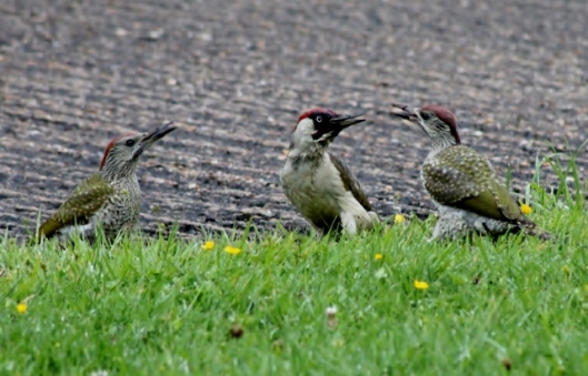 IMG_2404Adult and fledgling Green Woodpeckers (2) (640x411)