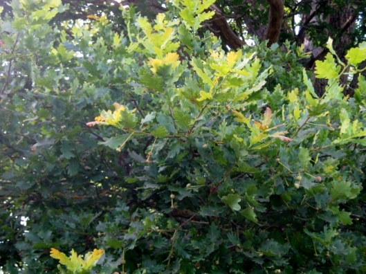 IMG_5300New oak leaves (640x480)