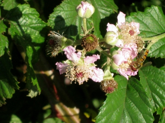 IMG_5307Hoverfly on bramble flowers (640x480)