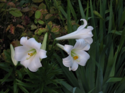 IMG_5330White lilies (640x480)