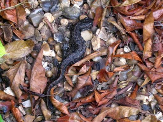Great Crested Newt perhaps