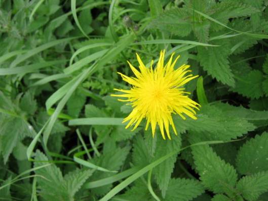 Perennial Sow-thistle