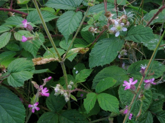 IMG_5402Red Campion and Bramble
