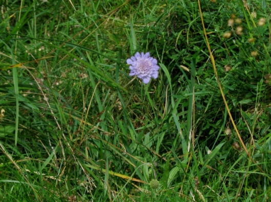 IMG_5410Field Scabious