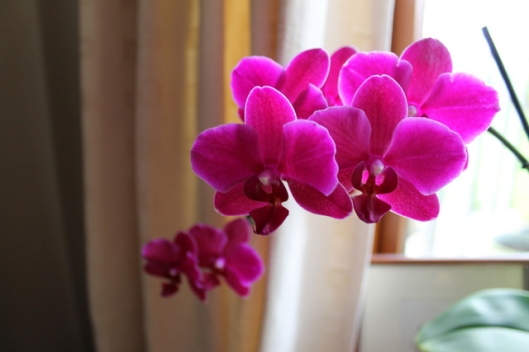 IMG_2602Orchid