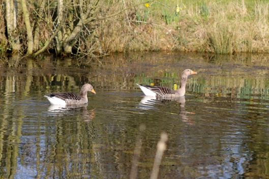 Greylags on the pond