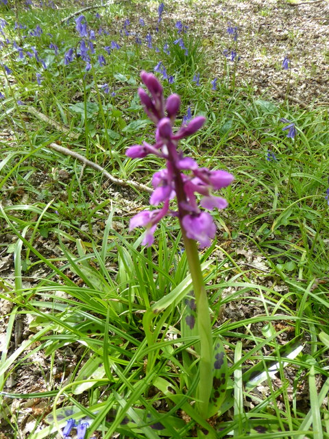 P1000139Early purple orchid