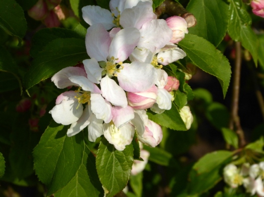 P1000182Crabapple s. blossom