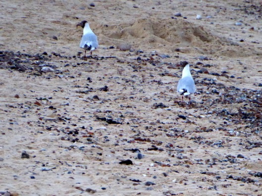 P1000959Black-headed Seagulls