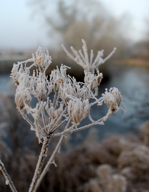img_2825frost-and-fog