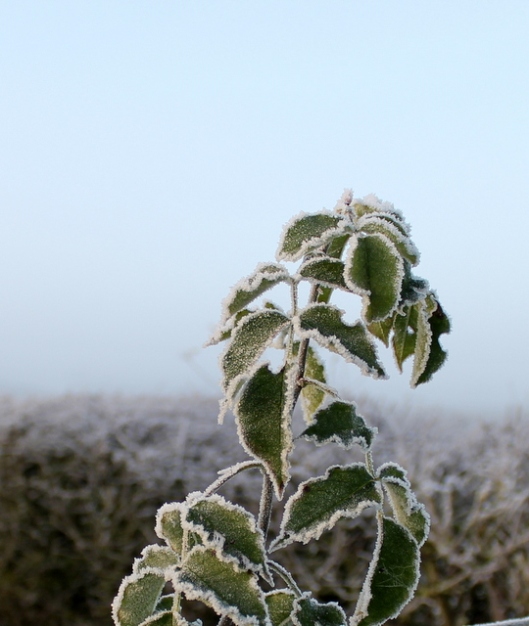img_2830frost-and-fog