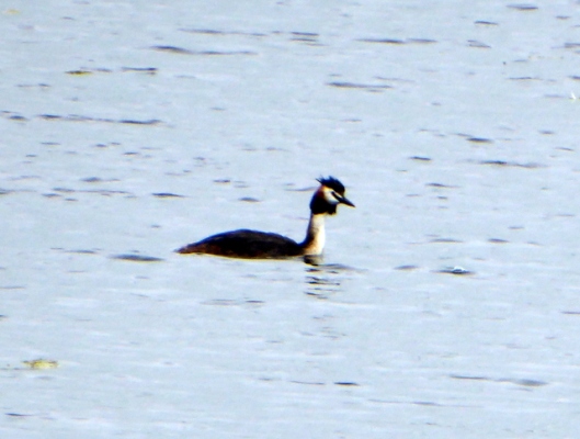p1000544great-crested-grebe